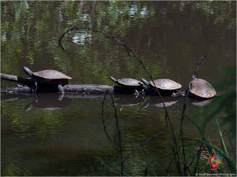 Turtles at Wombolly