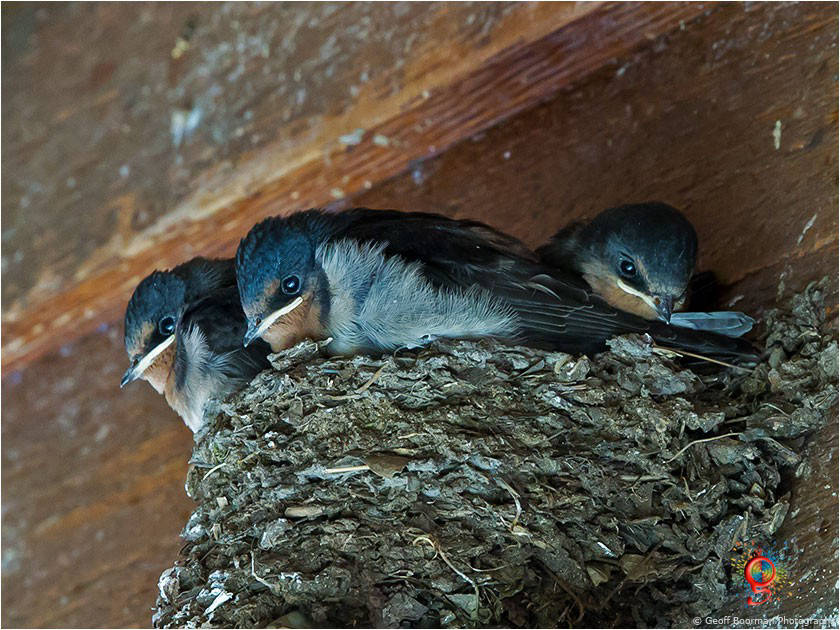 Welcome Swallows at Wombolly