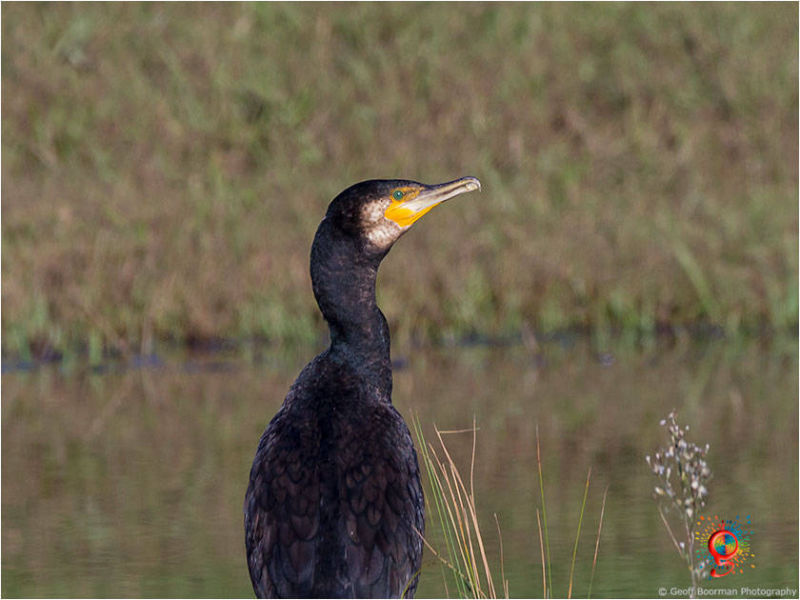 Great Cormorant