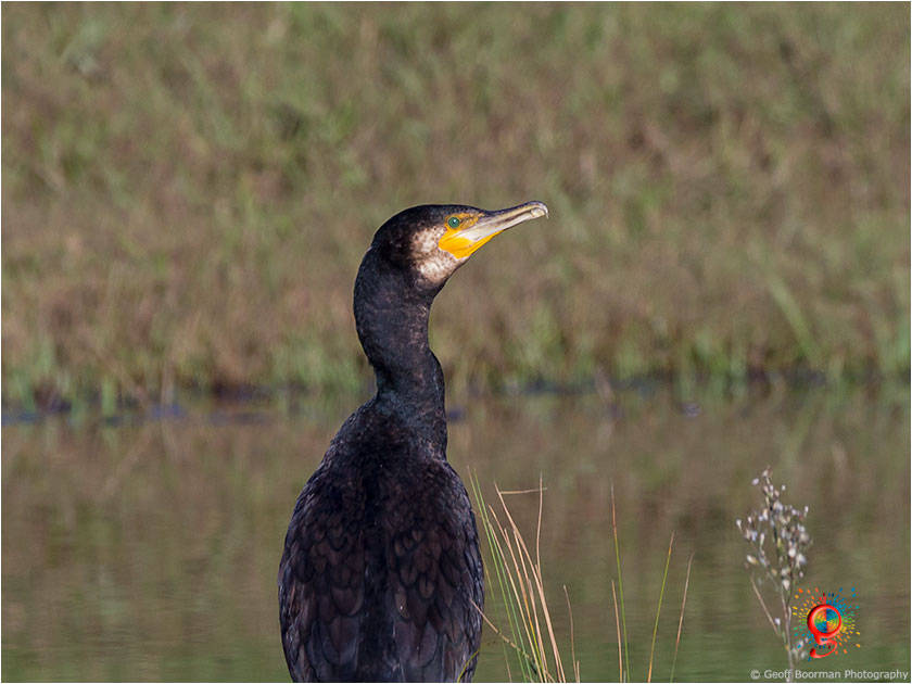 Great Cormorant