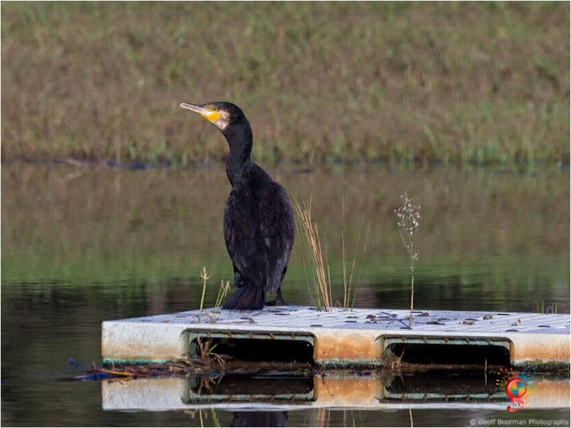 Great Cormorant