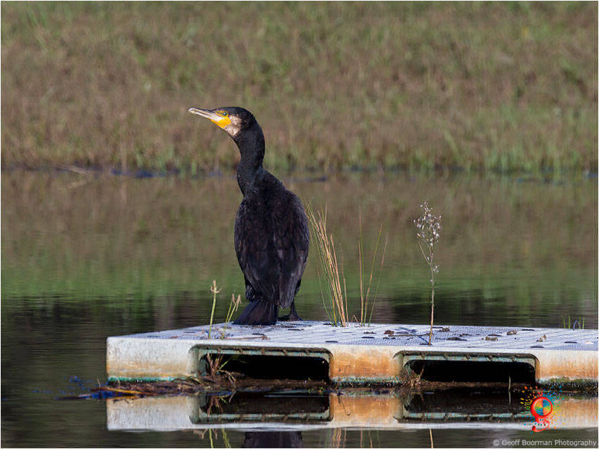 Great Cormorant