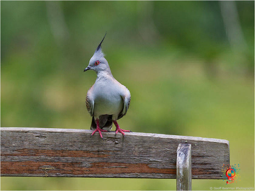 Crested Pigeon at Wombolly