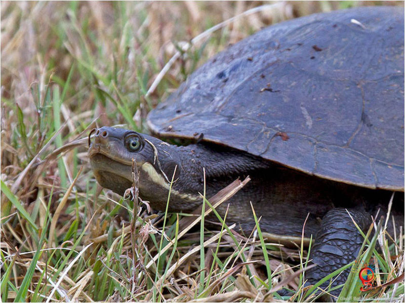 Turtles at Wombolly