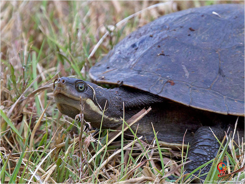 Turtles at Wombolly