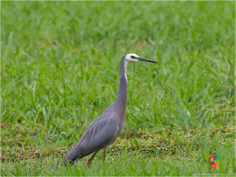 White-faced Heron at Wombolly