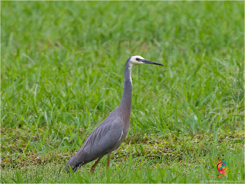 White-faced Heron at Wombolly
