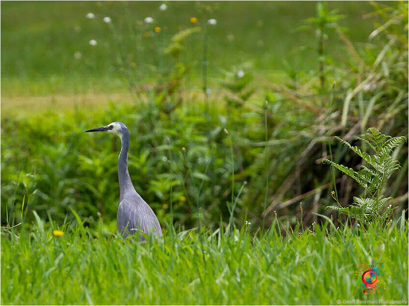 White-faced Heron at Wombolly