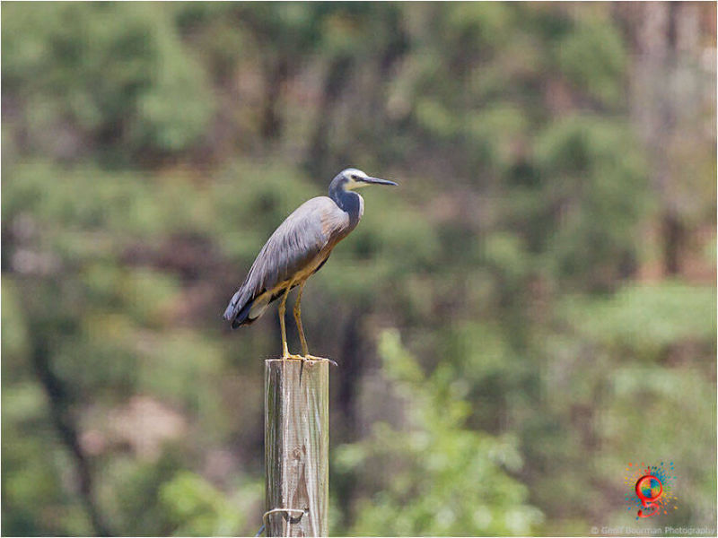 White-faced Heron at Wombolly