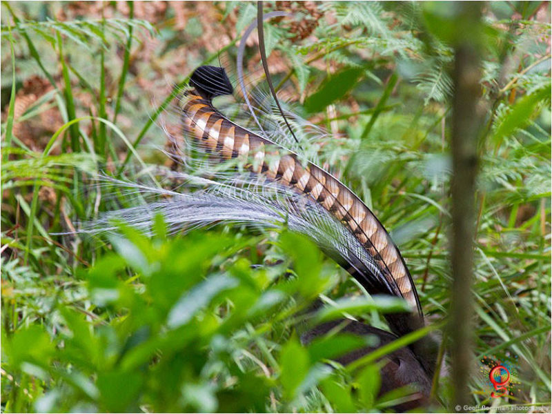 Superb Lyrebird at Wombolly