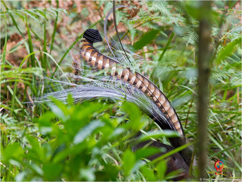 Superb Lyrebird at Wombolly