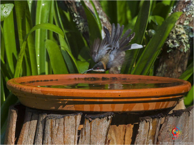 At the Wombolly birdbath