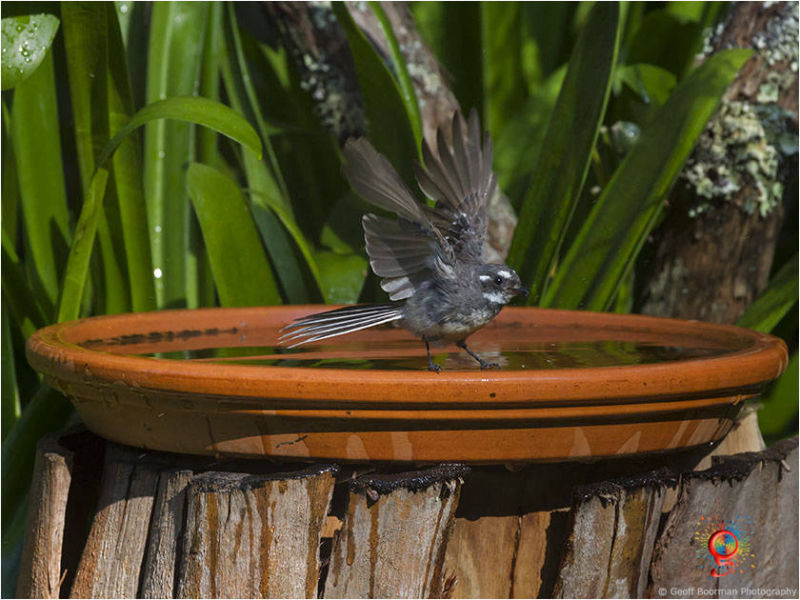At the Wombolly birdbath