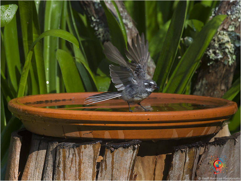 At the Wombolly birdbath