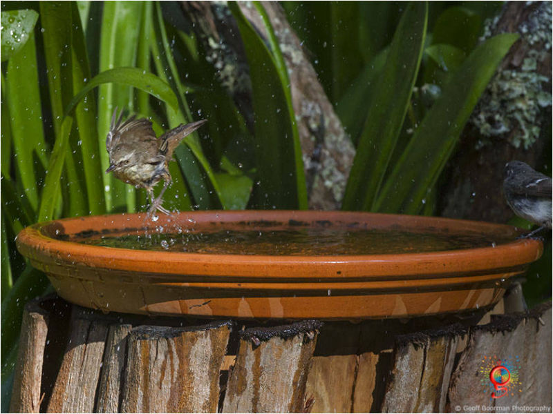 At the Wombolly birdbath