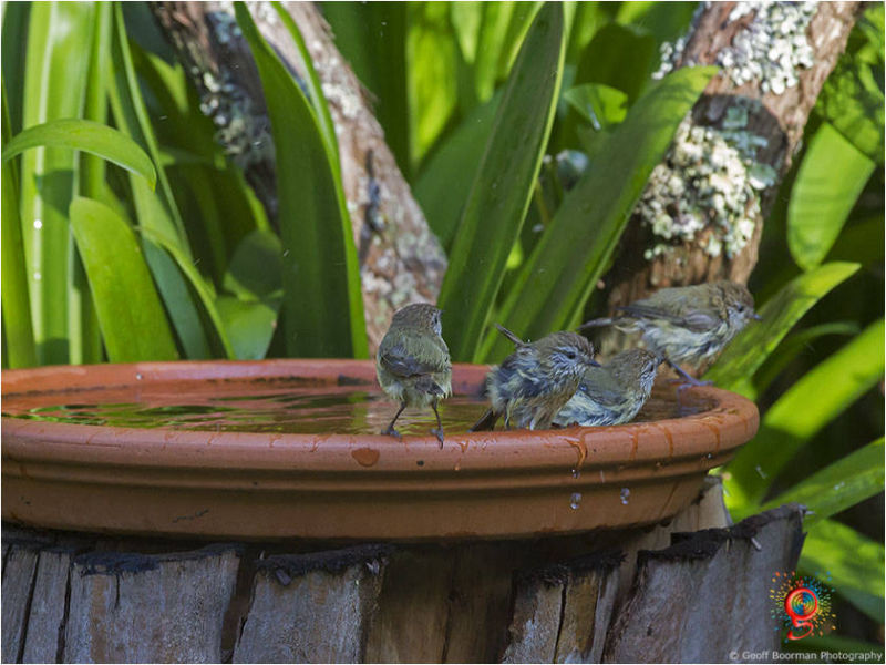 At the Wombolly birdbath
