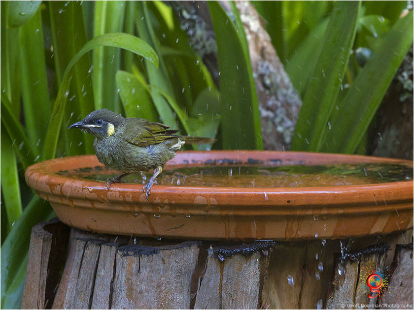 At the Wombolly birdbath