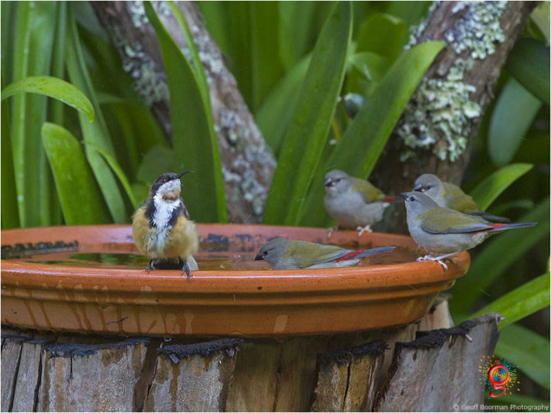 At the Wombolly birdbath