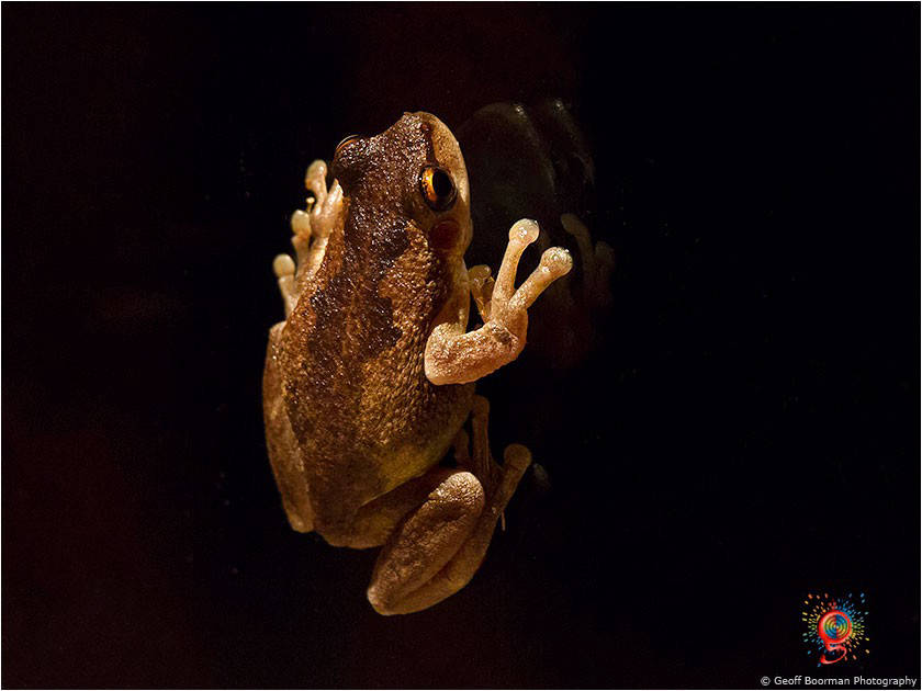 Frogs at Wombolly