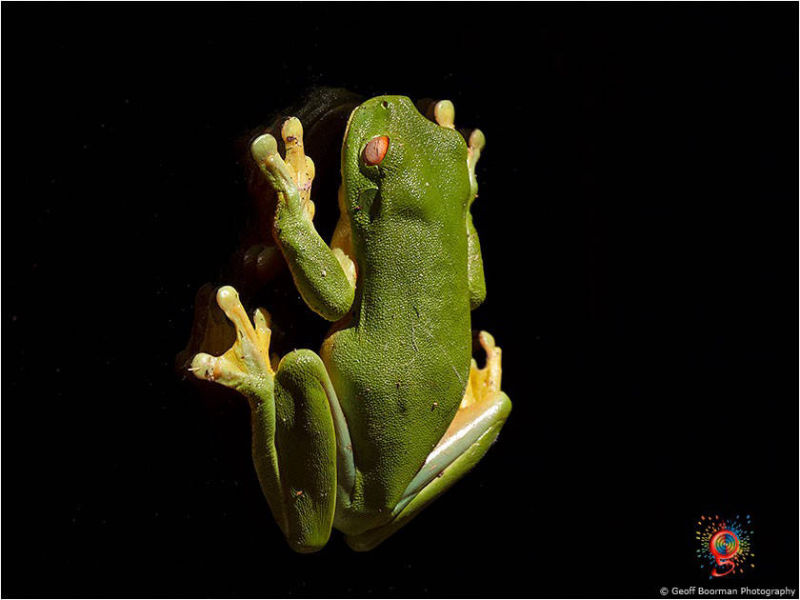 Frogs at Wombolly
