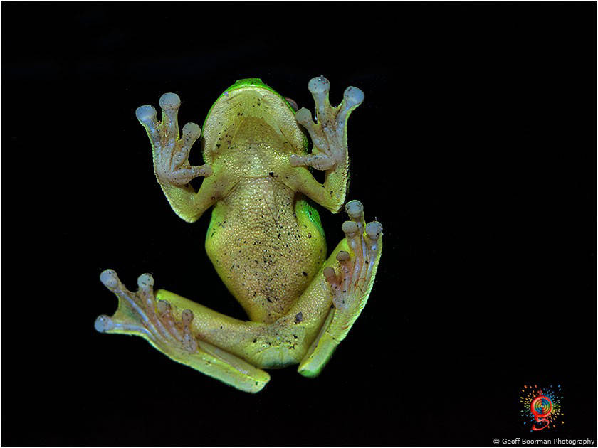 Frogs at Wombolly