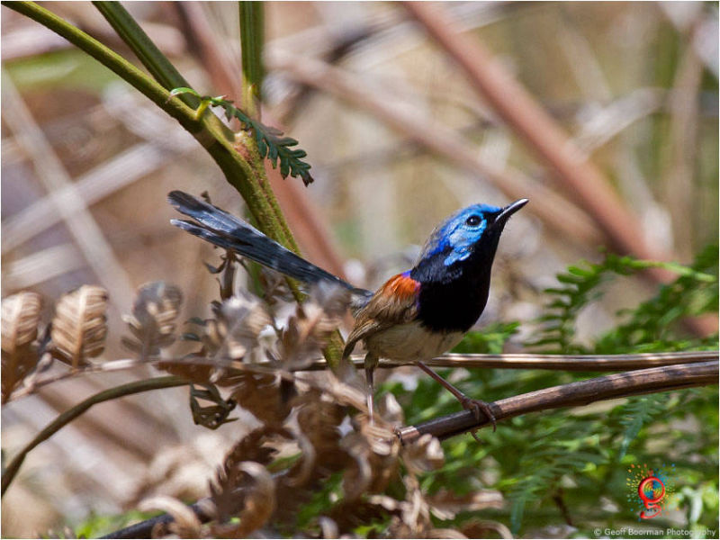 Variegated Fairy-wren at Wombolly