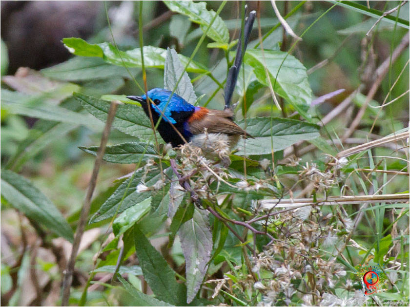 Variegated Fairy-wren at Wombolly