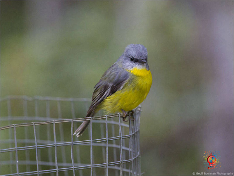 Eastern Yellow Robin at Wombolly