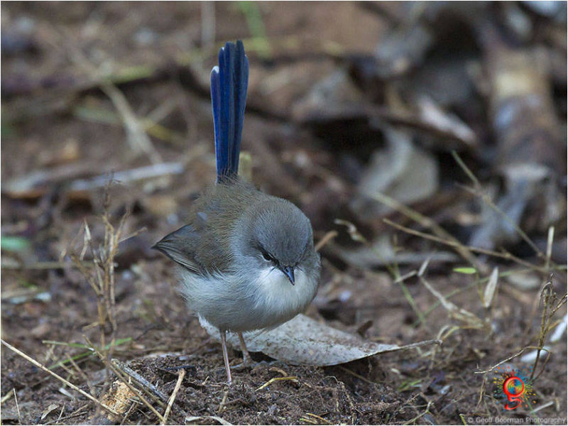 Male Superb Fairy-wren at Wombolly