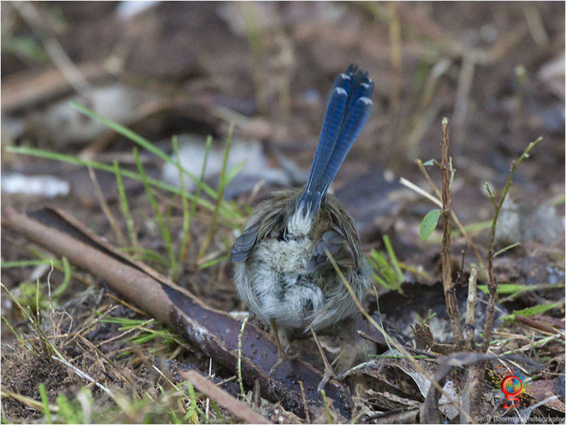 Male Superb Fairy-wren at Wombolly