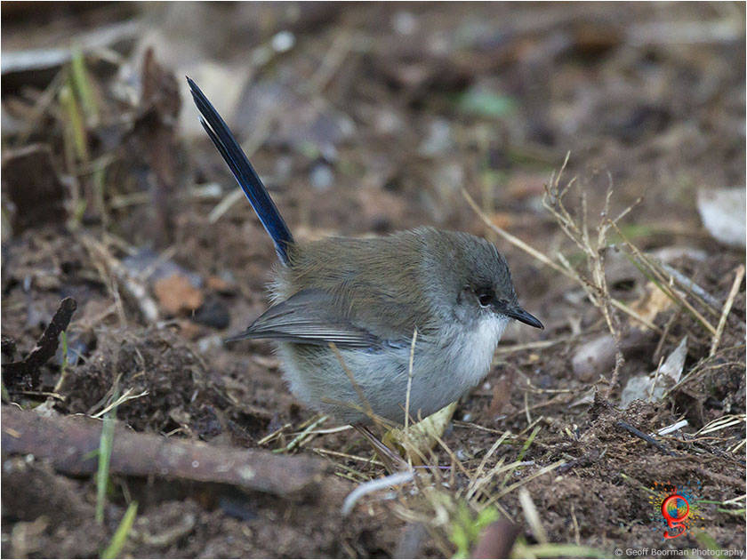 Male Superb Fairy-wren at Wombolly