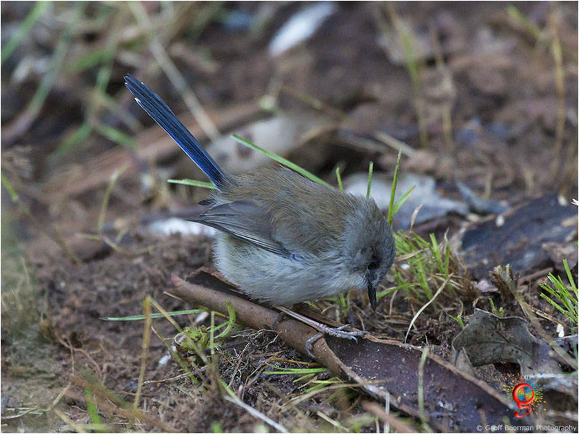 Male Superb Fairy-wren at Wombolly