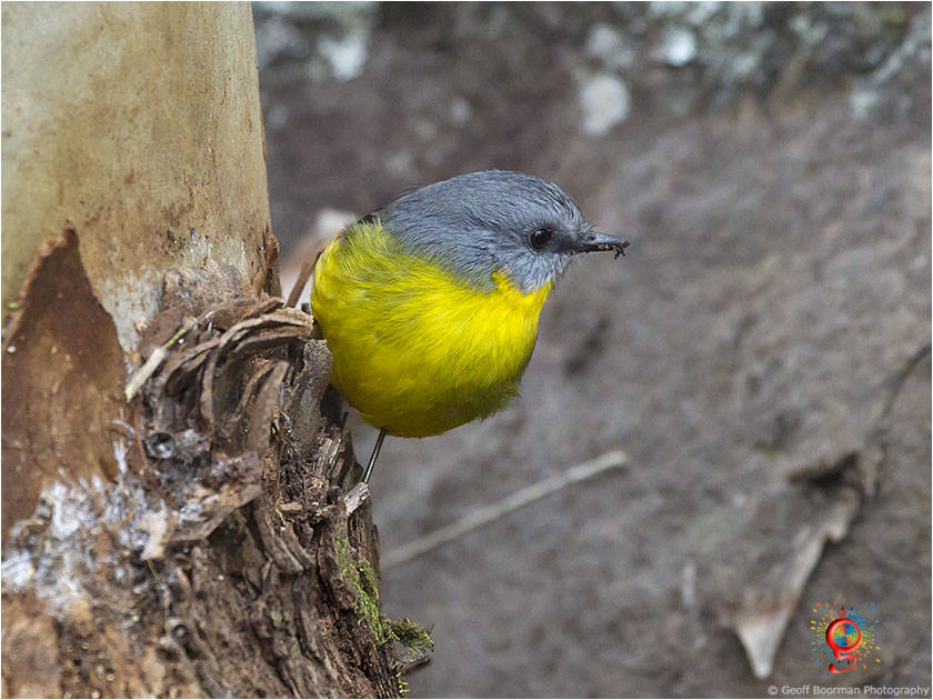 Eastern Yellow Robin at Wombolly
