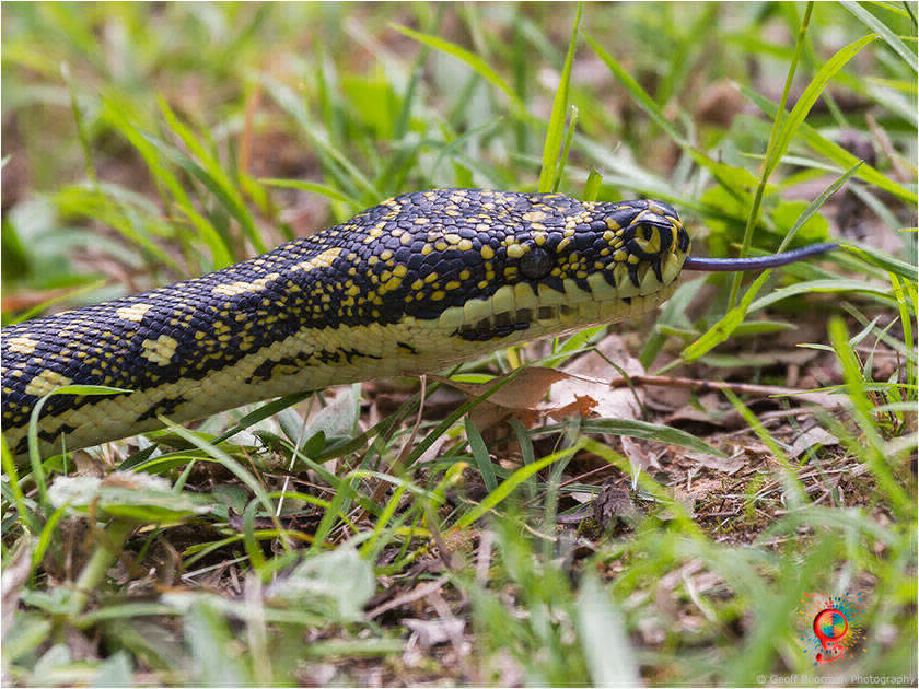 Diamond Pythons at Wombolly