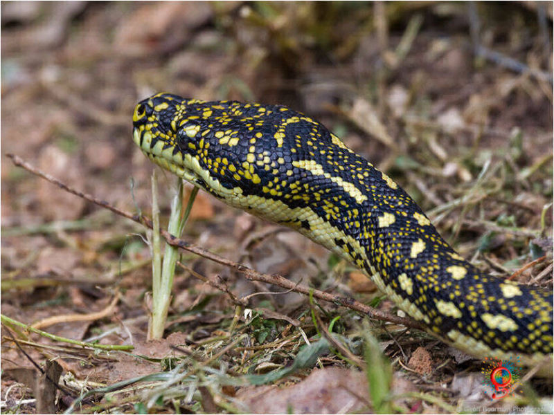 Diamond Pythons at Wombolly