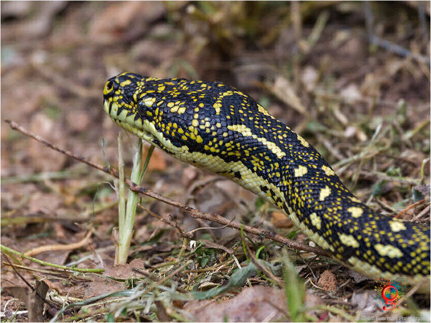 Diamond Pythons at Wombolly