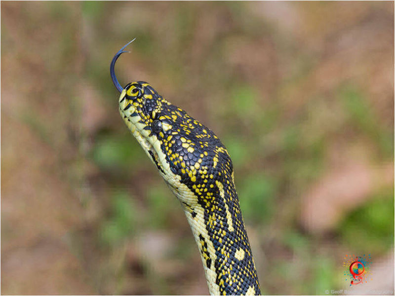Diamond Pythons at Wombolly
