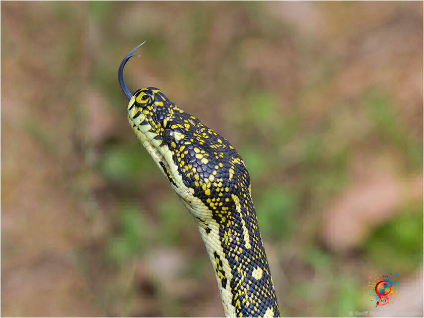Diamond Pythons at Wombolly