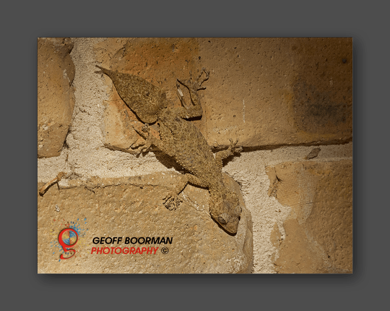 Southern Leaf-tailed Gecko at Wombolly