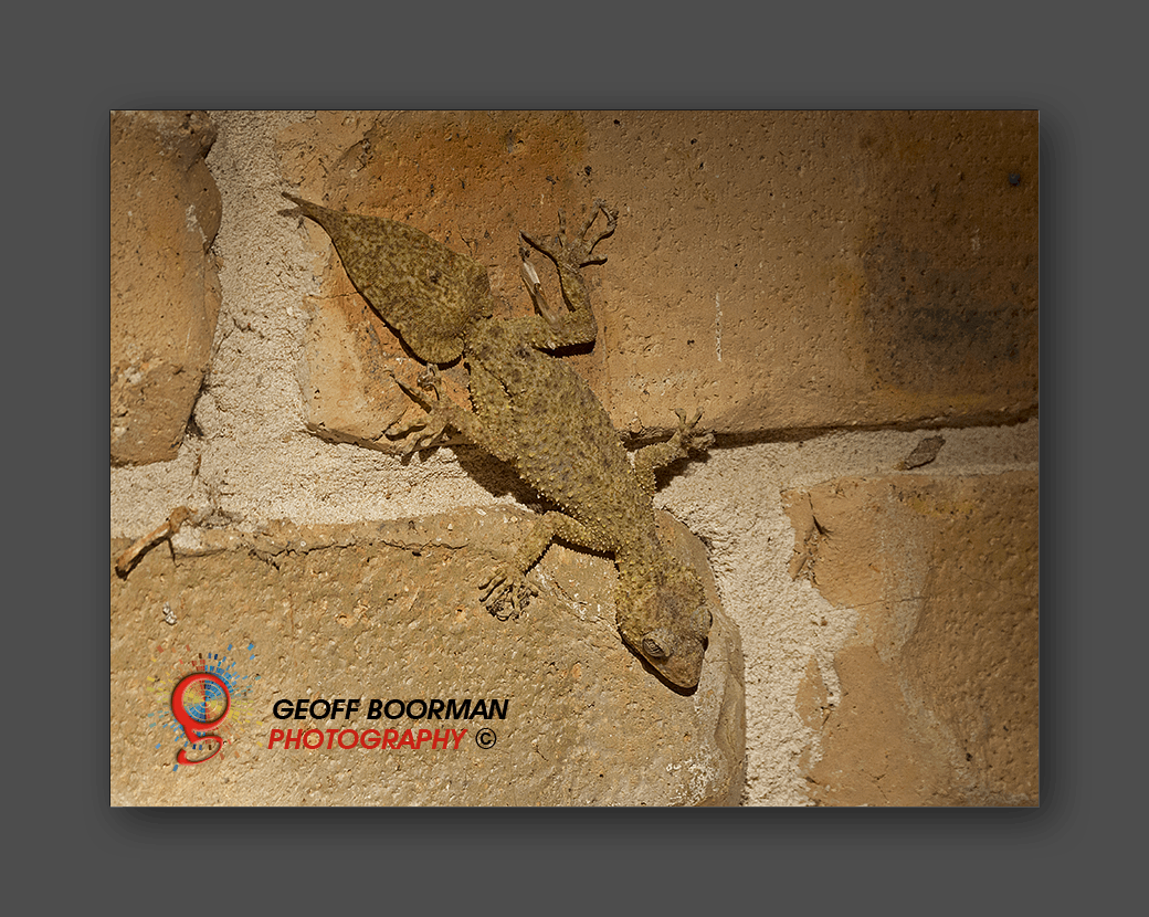 Southern Leaf-tailed Gecko at Wombolly