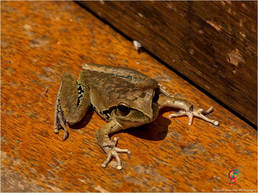 Frogs at Wombolly