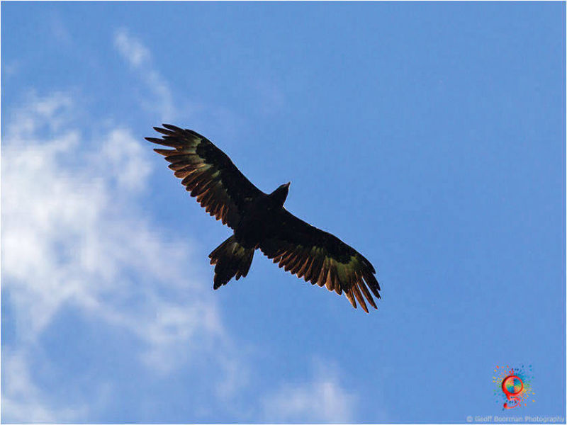 Wedge-tailed Eagle over Wombolly