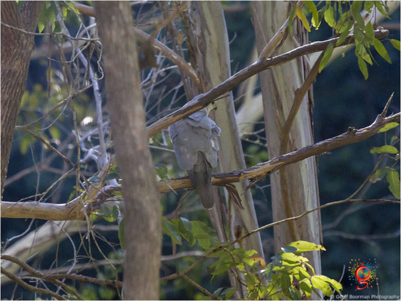 Grey Goshawk at Wombolly