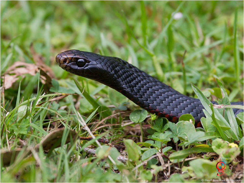 Red-bellied Black Snakes at Wombolly