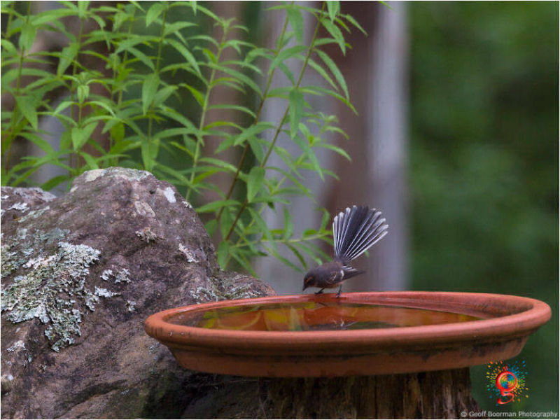 Grey Fantail at Wombolly