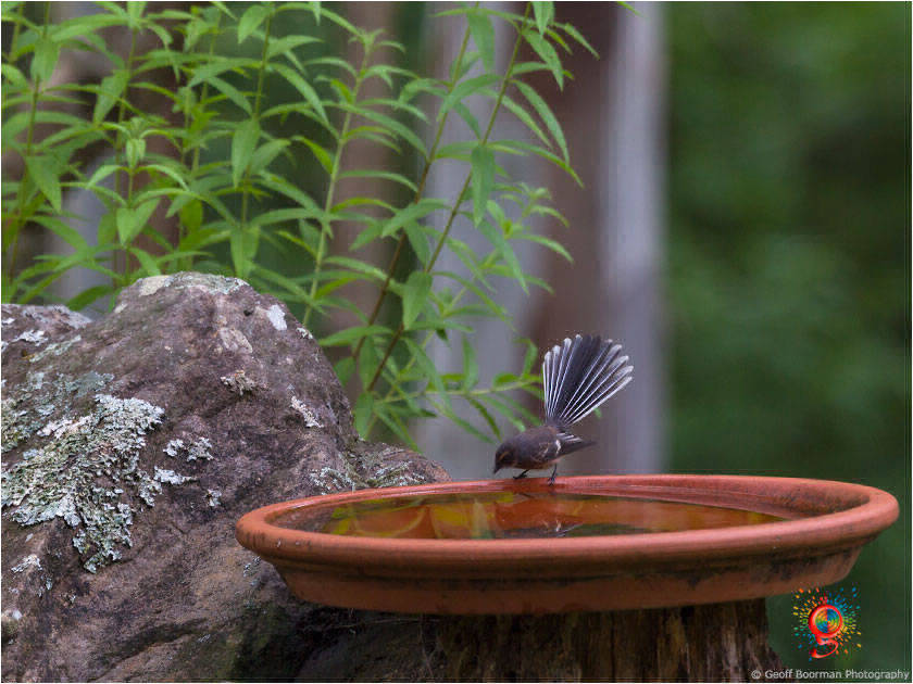 Grey Fantail at Wombolly