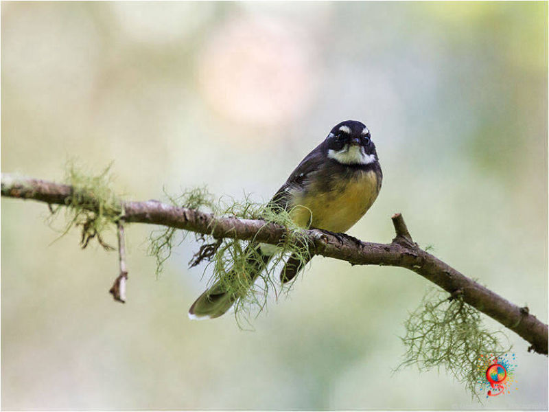 Grey Fantail at Wombolly