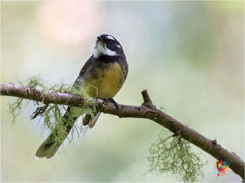 Grey Fantail at Wombolly