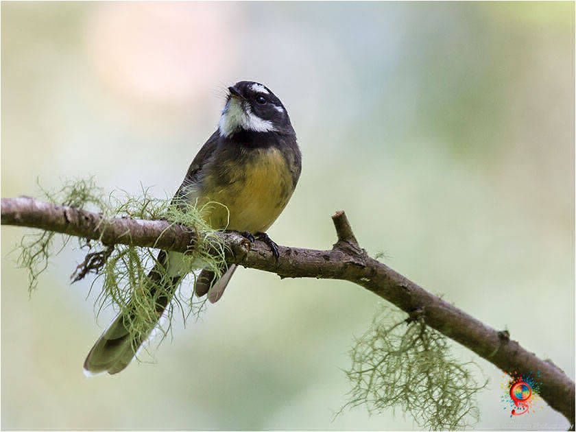 Grey Fantail at Wombolly