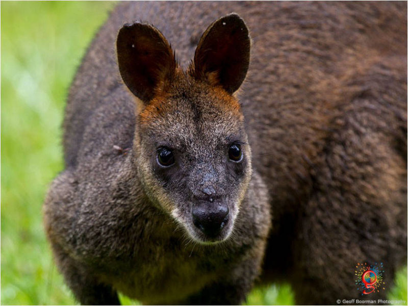 Wallabies at Wombolly